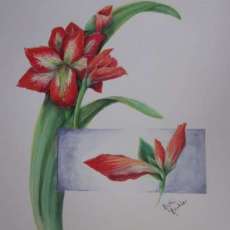Amaryllis & Study