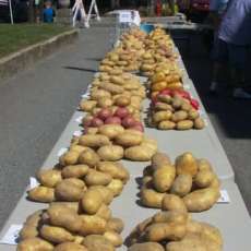 Nicholas County Potato Festival Potato Display