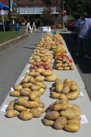 Nicholas County Potato Festival Potato Display