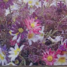 Daisy variety jigsaw puzzle