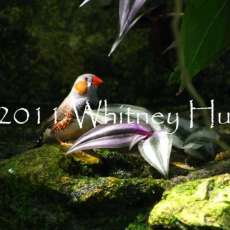 "Little Zebra Finch"