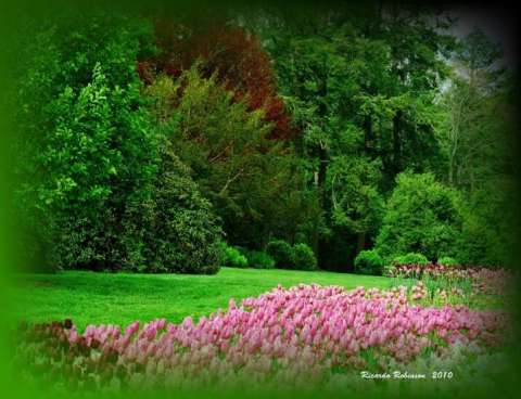 Spring Blossoms