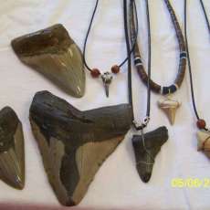 Megalodon shark teeth