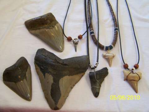 Megalodon shark teeth