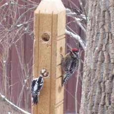 Suet Plug Woodpecker Feeder