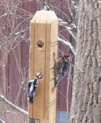 Suet Plug Woodpecker Feeder