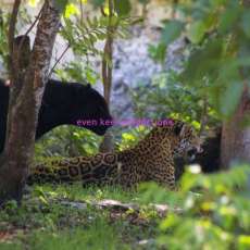 Here Kitty... Kitty!