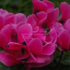 Cyclamen in a gorgeous fuchia color!