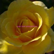 A Rose is still a Rose...