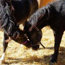 Nate and Calida Gibson