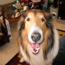 Brock, CEO of Jayes Barkery