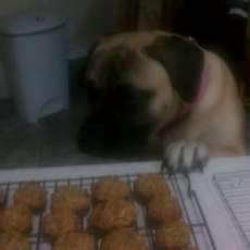 Bella the Bullmastiff