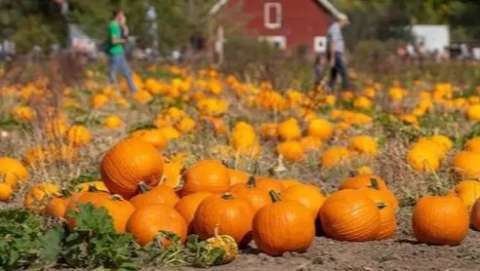 Harvest Homecoming Festival