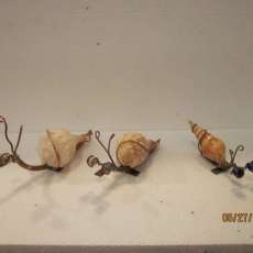 Shell Snails