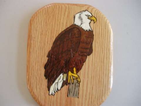 Bald Eagle on Red Oak