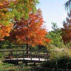 Fall Color at Clark Gardens