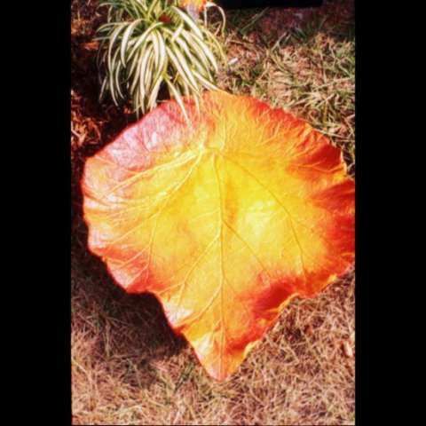 Sandra Jenney Sandra Jenney