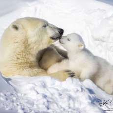 Arctic Kiss