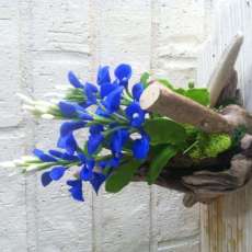 Blue Bonnet on Drift Wood