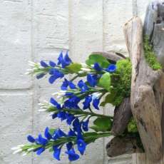 Blue Bonnet on Drift Wood