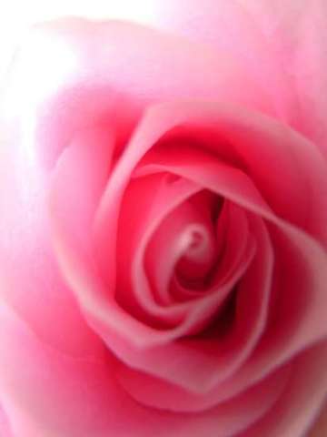 Arielle's Rose