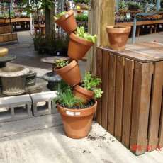 Salad Bar---4 types of lettuce, herbs in the bottom pot