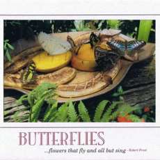 Butterflies