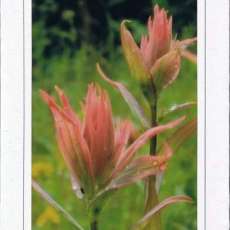 Beauty Found on Mountain Trails