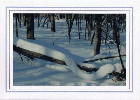 Snow Snake