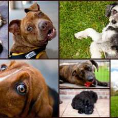 Wackydog Pet Photography