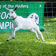 Goat Olympics