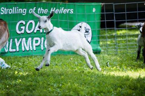 Goat Olympics