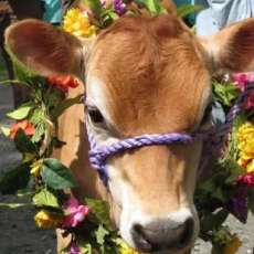 Heifer in Flowers