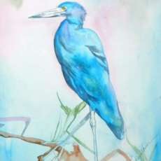 LITTLE BLUE HERON
