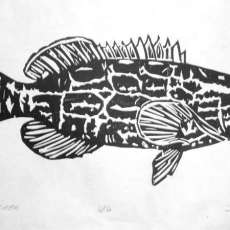 BLACK GROUPER