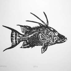 HOGFISH SNAPPER