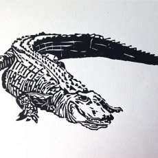 Gator