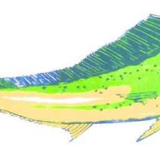 MAHI MAHI
