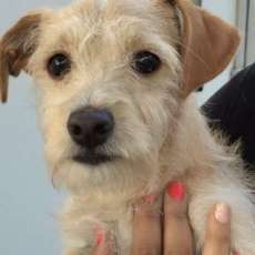 Pet Center at the Fresno Home Show!