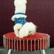 dog act photo handstand