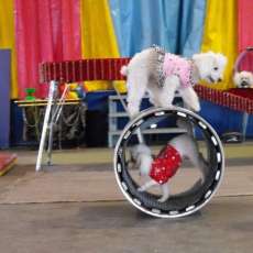 dog act photo barrel