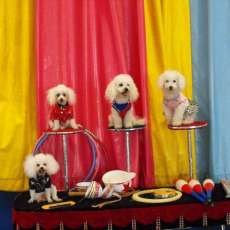 4 poodle dogs dog act