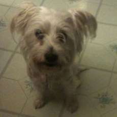 Rob Or Jenny Englert