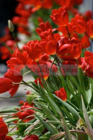 Dazzling Tulips