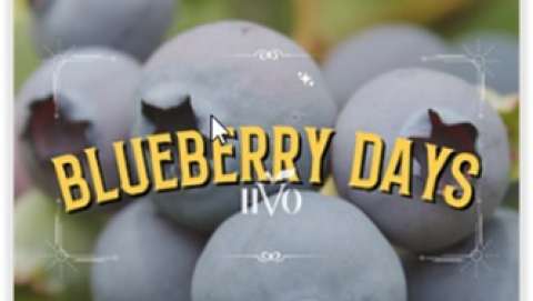 Blueberry Days