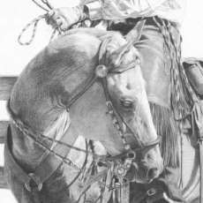 Sheri Greves-Neilson