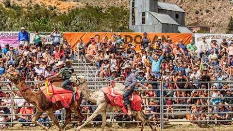 Virginia City International Camel and Ostrich Races