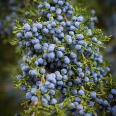 Cedar Berries