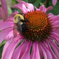 Bee on Coneflower