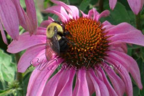 Bee on Coneflower